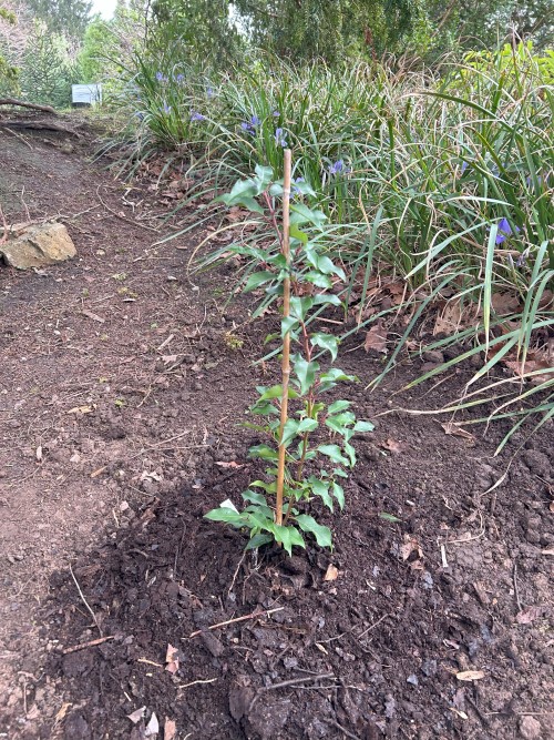 Tree planted in Royal Fort Gardens